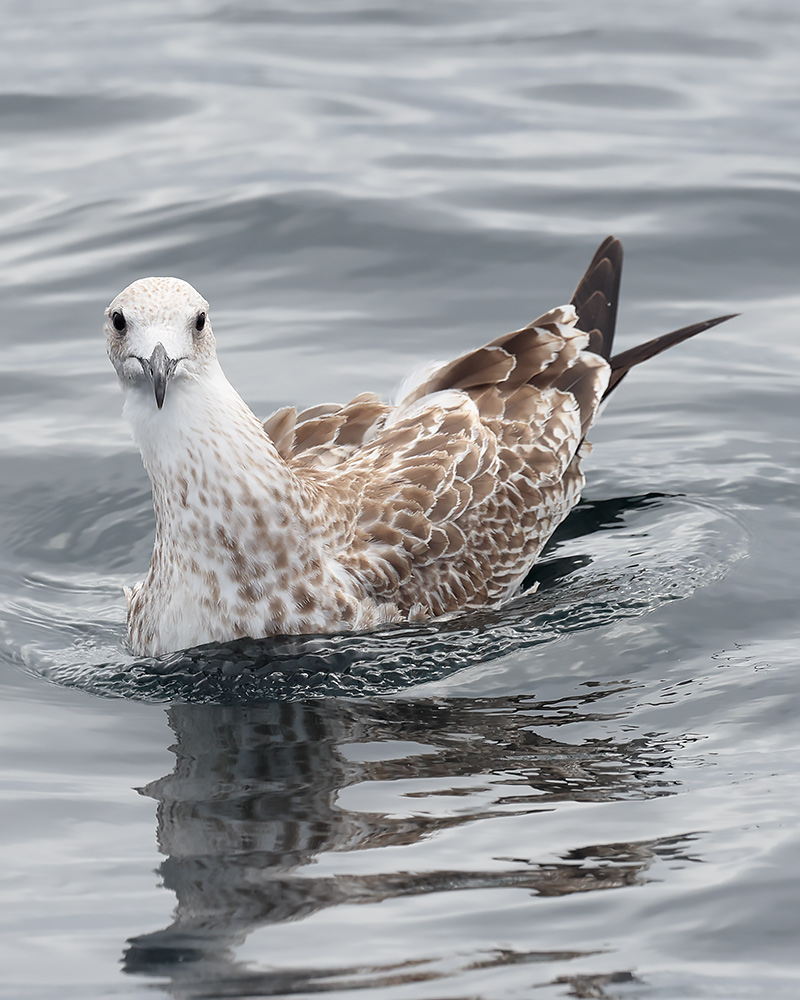 Caspian gull